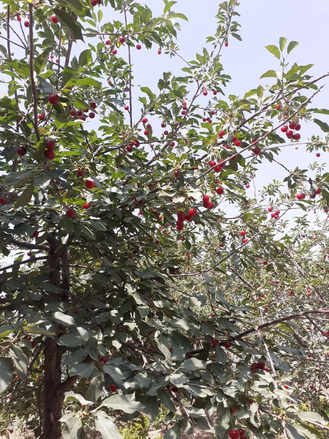باغ چهار دیواری ۸۰۰ متر عکس بیشتر ندارم
