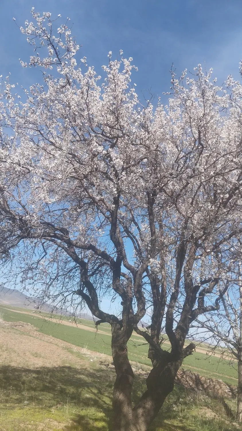 زمین کشاورزی آبی