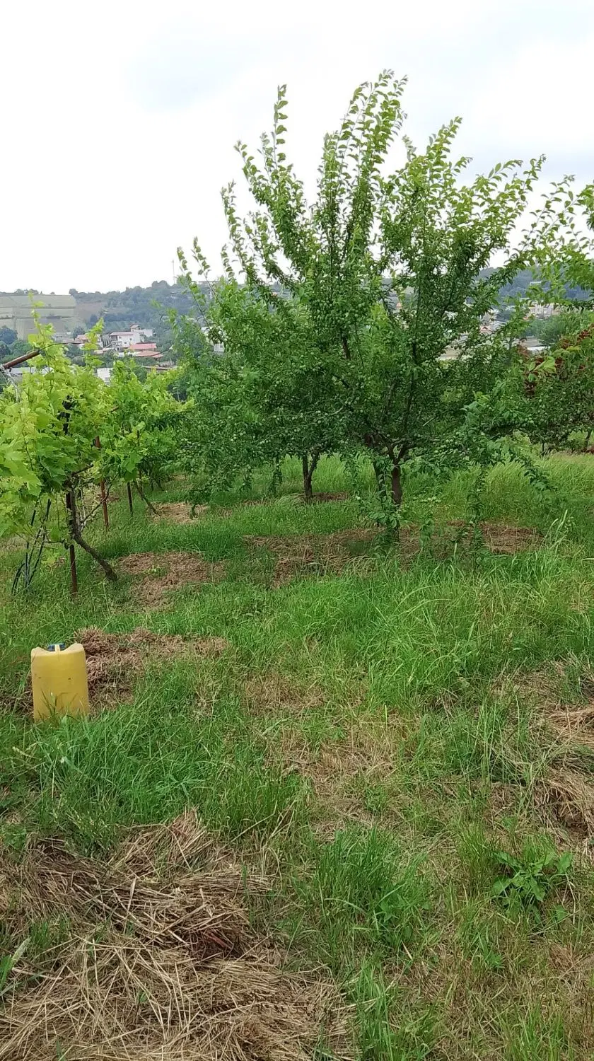 باغ 7 ساله ی سند دار در روستای کیاپی(ساری)