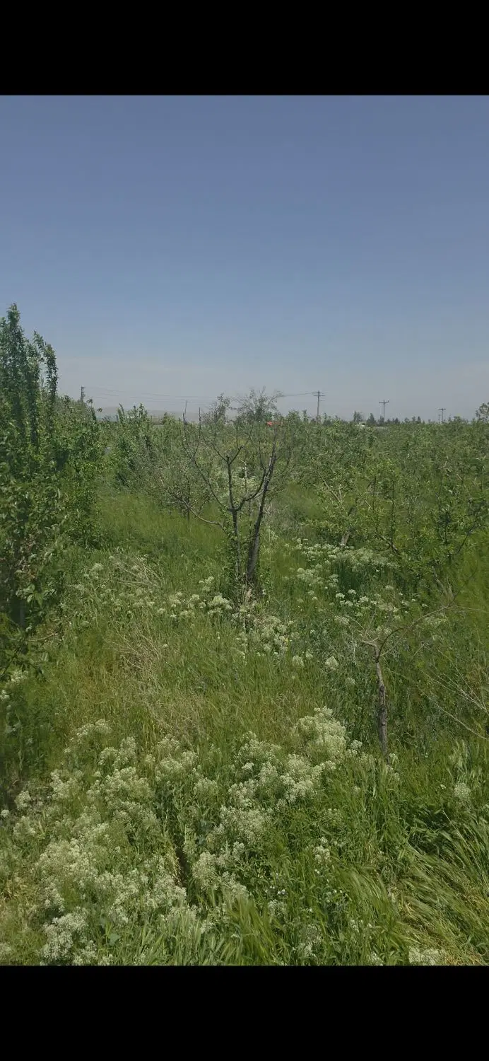 زمین باغ چشمه گیلاس
