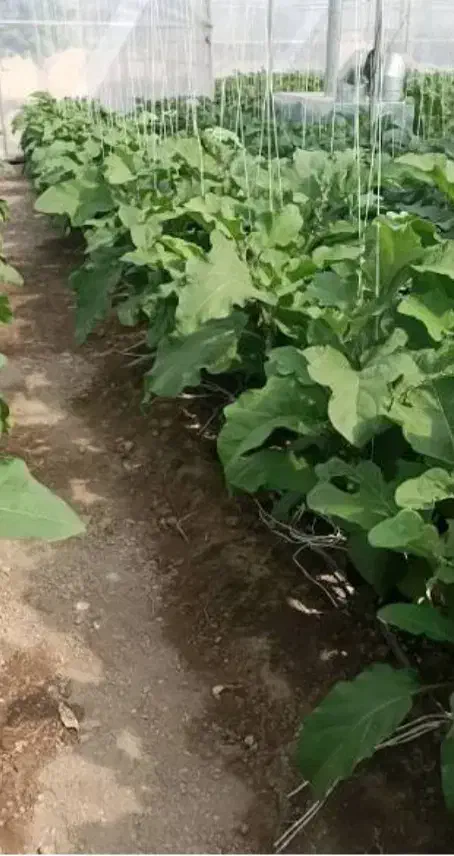 اجاره گلخانه به متراژ۷۰۰۰ متر مربع روبرو فرودگاه