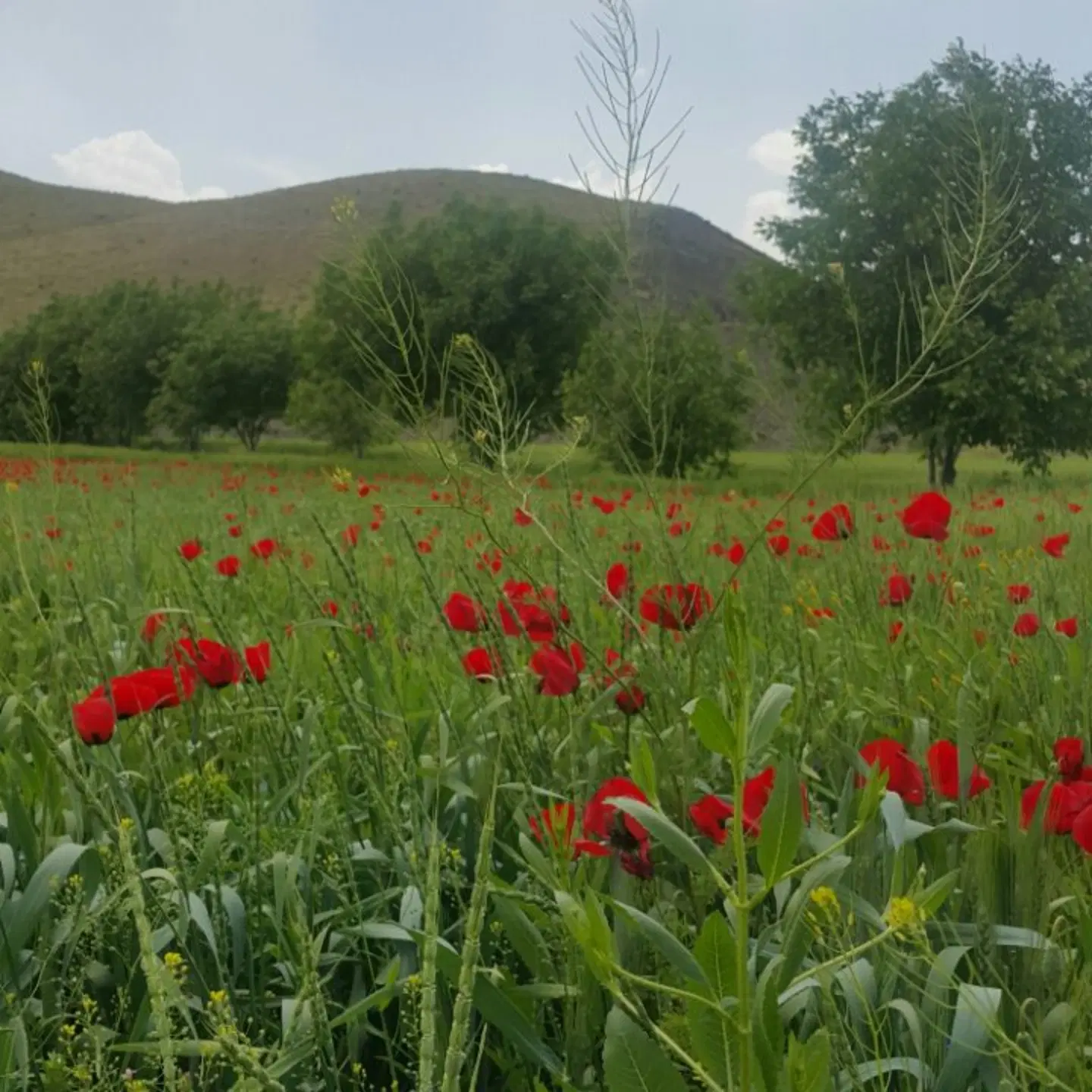 زمین زراعی صحرای چغاد