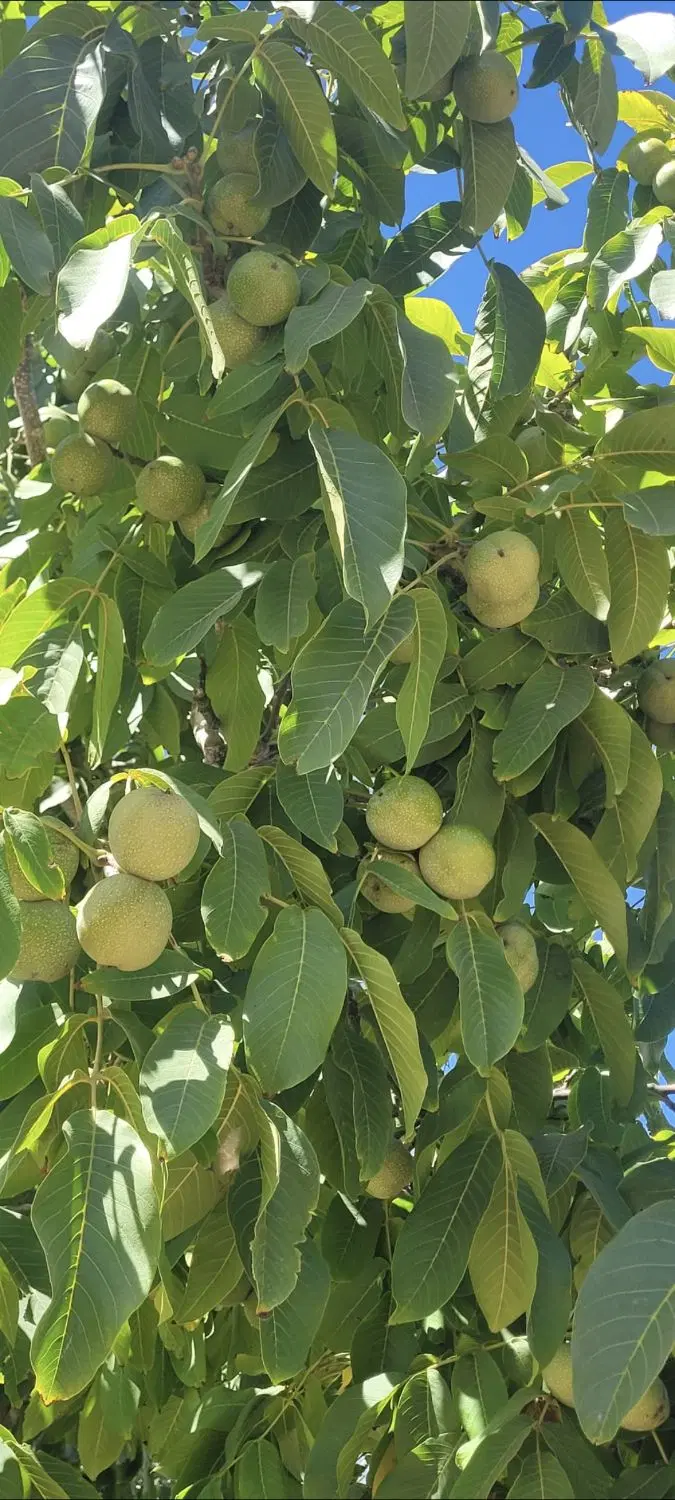 باغشهر ۱۰۰۰ متری کودیان چاه مجاز درختان بارده