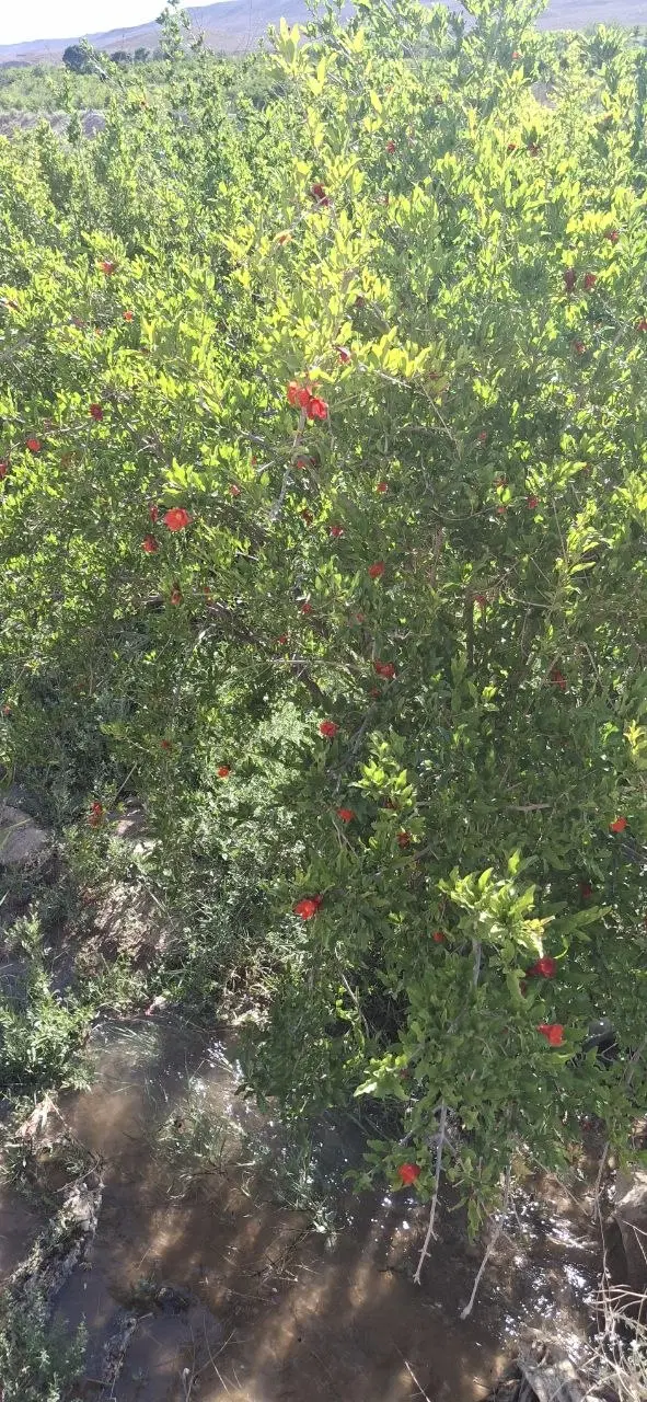 باغ انار خدیجه خاتون