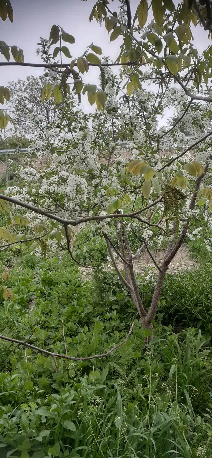 باغ