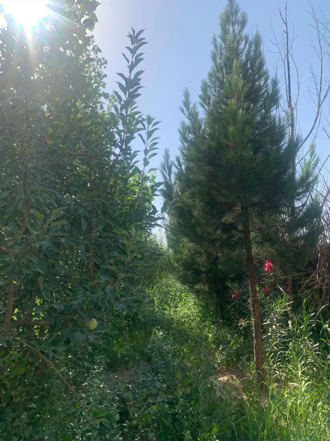 باغ سند تکبرگ ۱۵۰۰