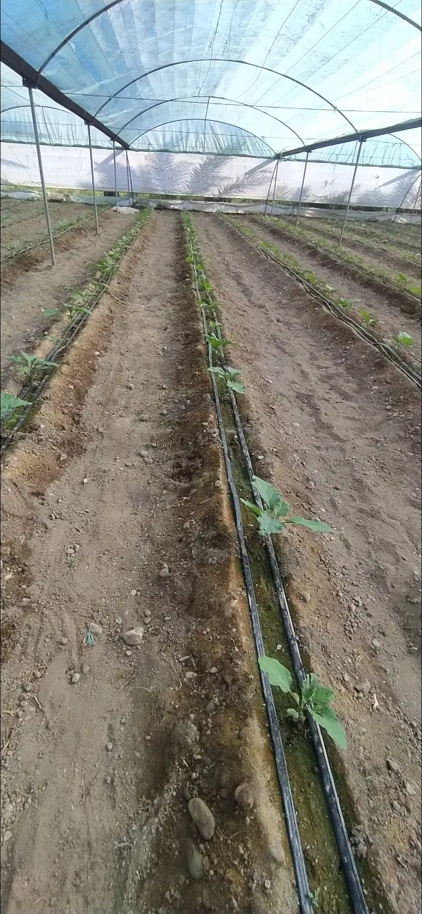 فروش گلخانه