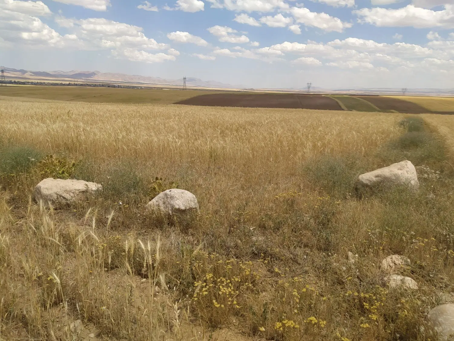 فروش زمین زراعی دیم