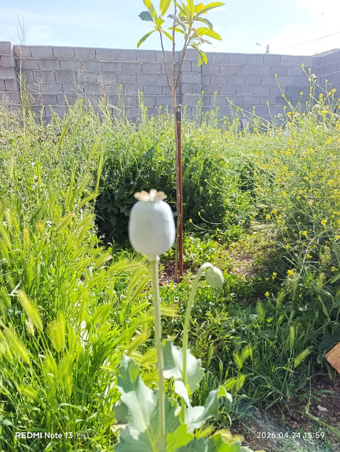 زمین باغ شهری