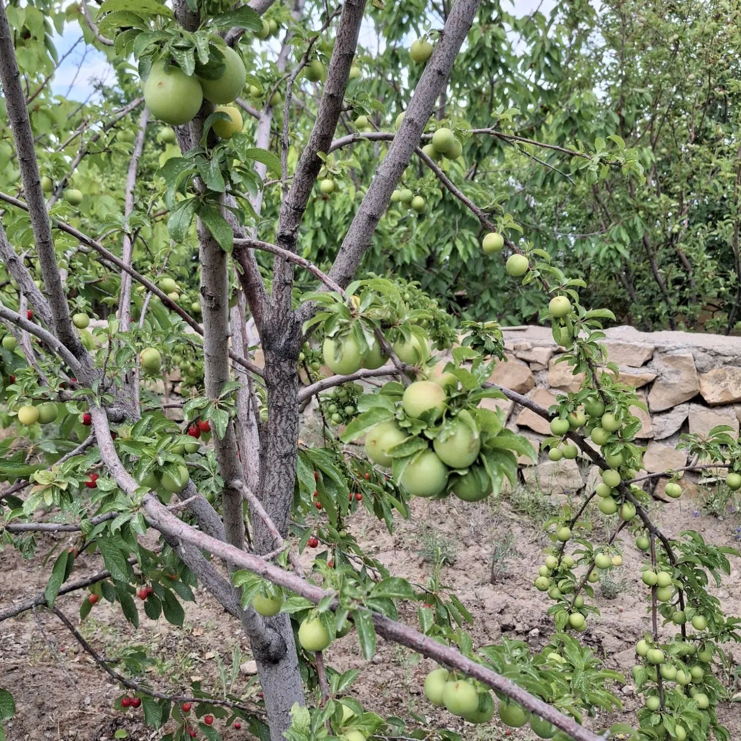باغ فروشی روستای بید