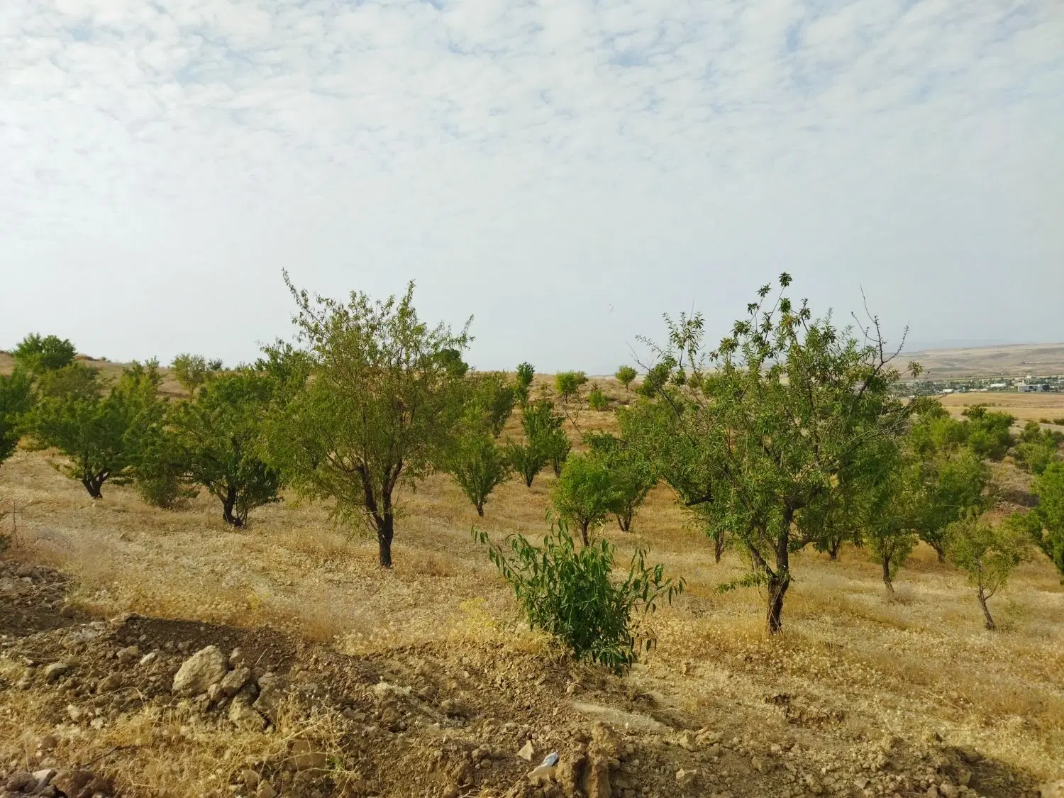زمین باغی 2000 متری