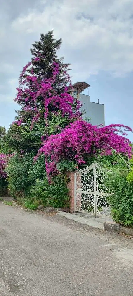 فروش استثنایی زمین ۳۵۰ متری . قلب متل‌قو دریاگوشه