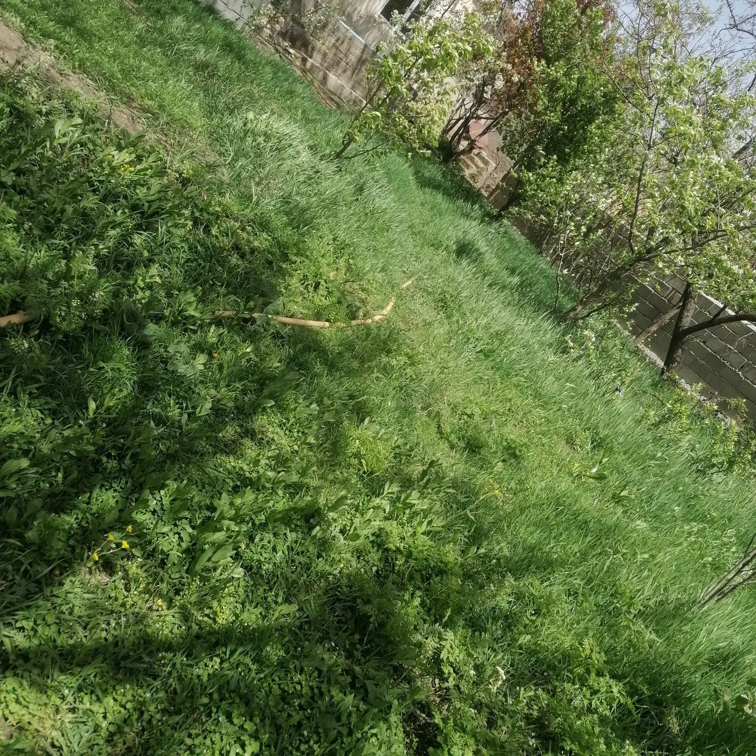 خانه ویلایی و باغ