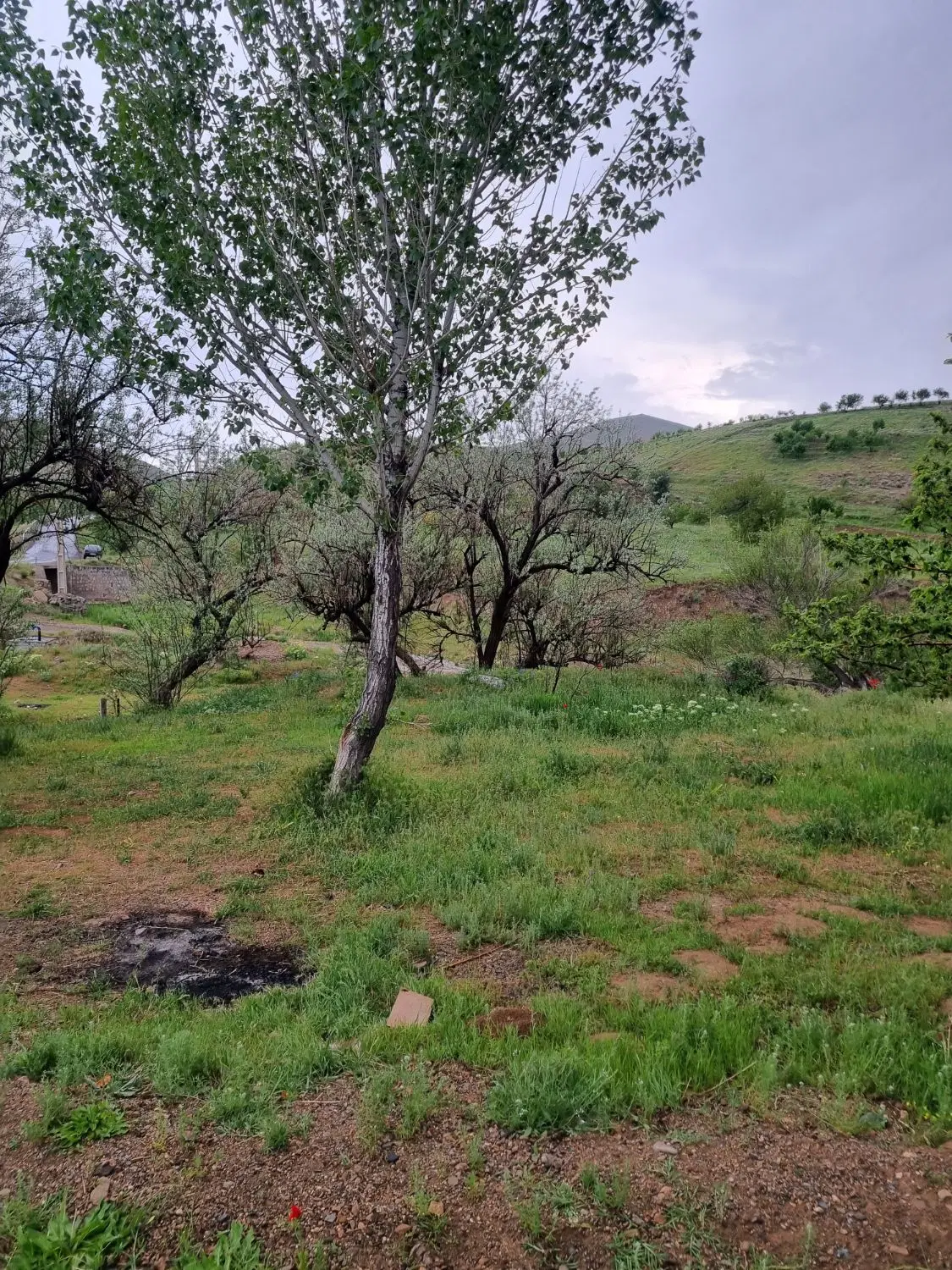 باغ 3600 متر سندتک برگ