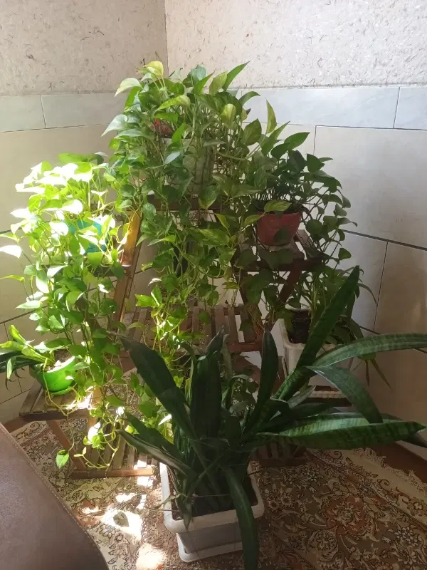 خانه اجاره