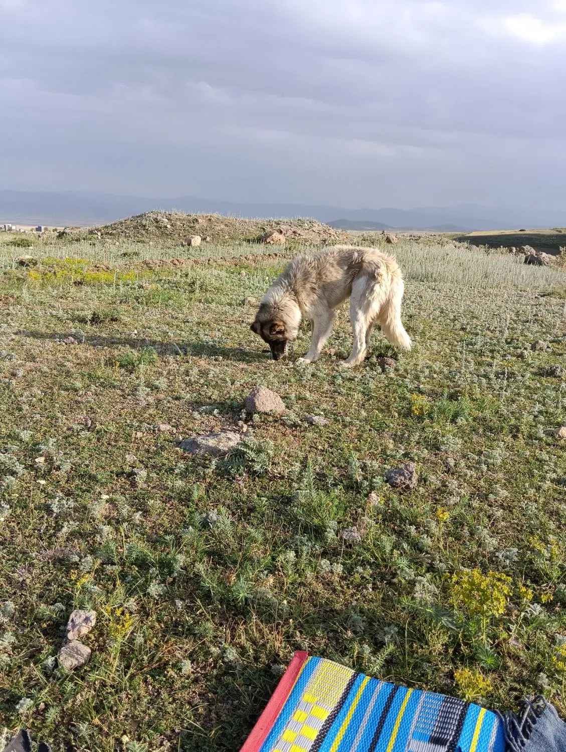 زمین ۲۷۳ متر
