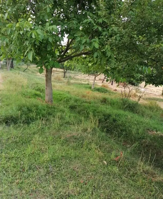 باغ لب جاده تبریز