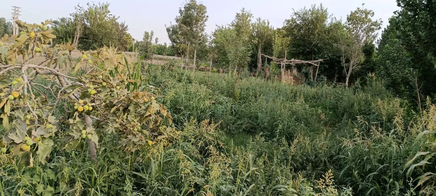 ۲۵۰ متر باغچه گلحصار