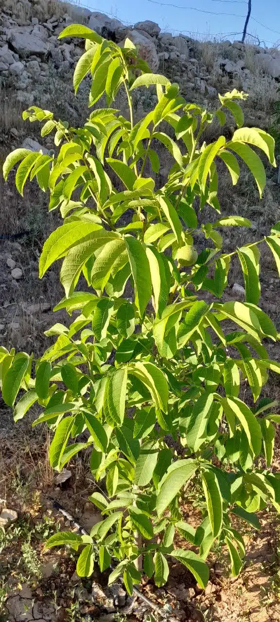 فروش باغ در وارک