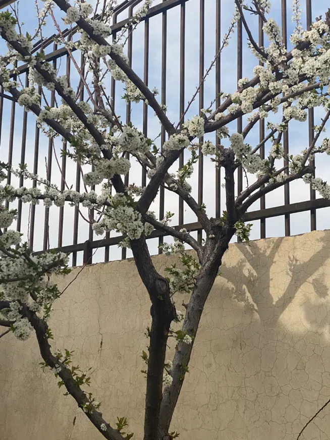 زمین باغشهری مجتمع پتروشیمی دالین سپیدان