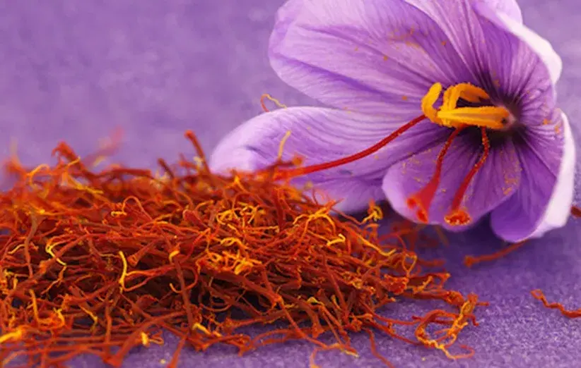 اجاره زمین و چاه موتور برای کشت زعفران