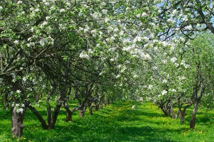 باغ فروشی