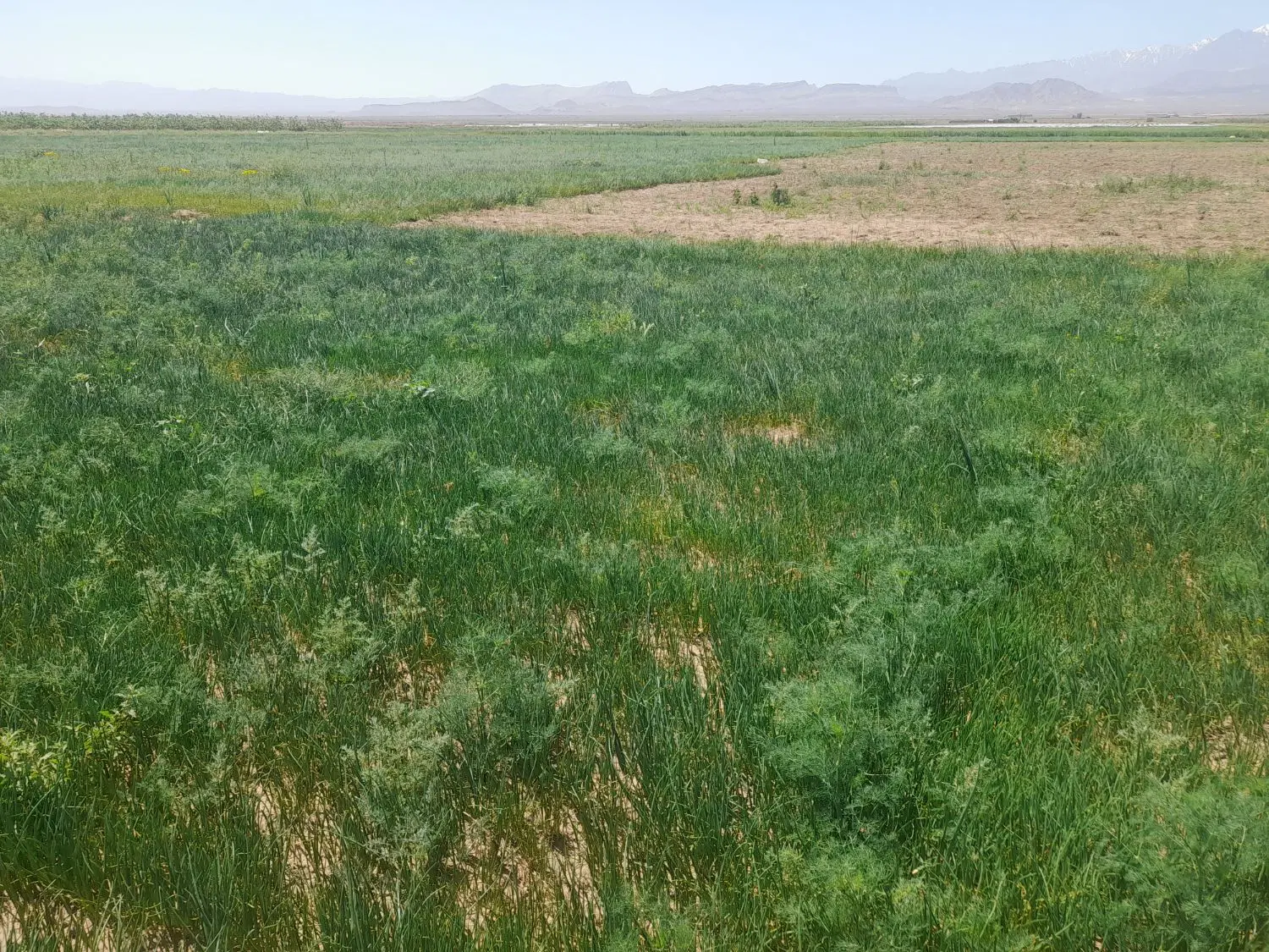 زمین واقع درجاده کارخانه شن اراضی هرمودرعلیا