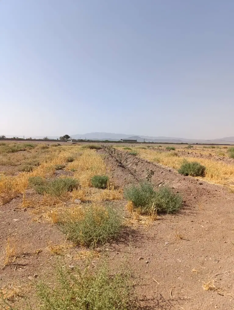 زمین باغ پسته