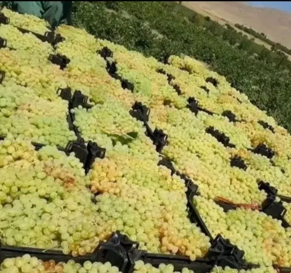 فروش باغ انگور