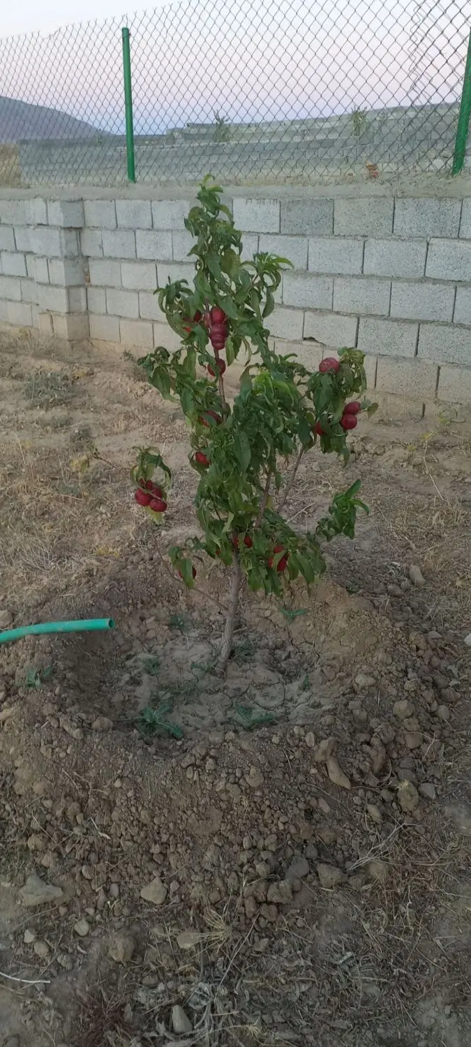 فروشی باغ۵۰۰متر در اسپیران