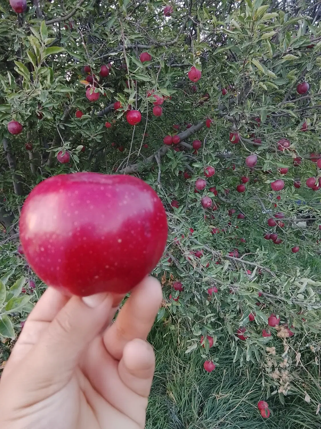 1000متر زمین باغی