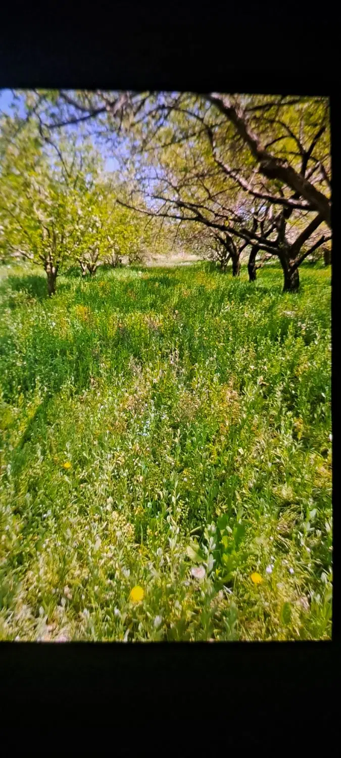 یه قطعه باغ الوان