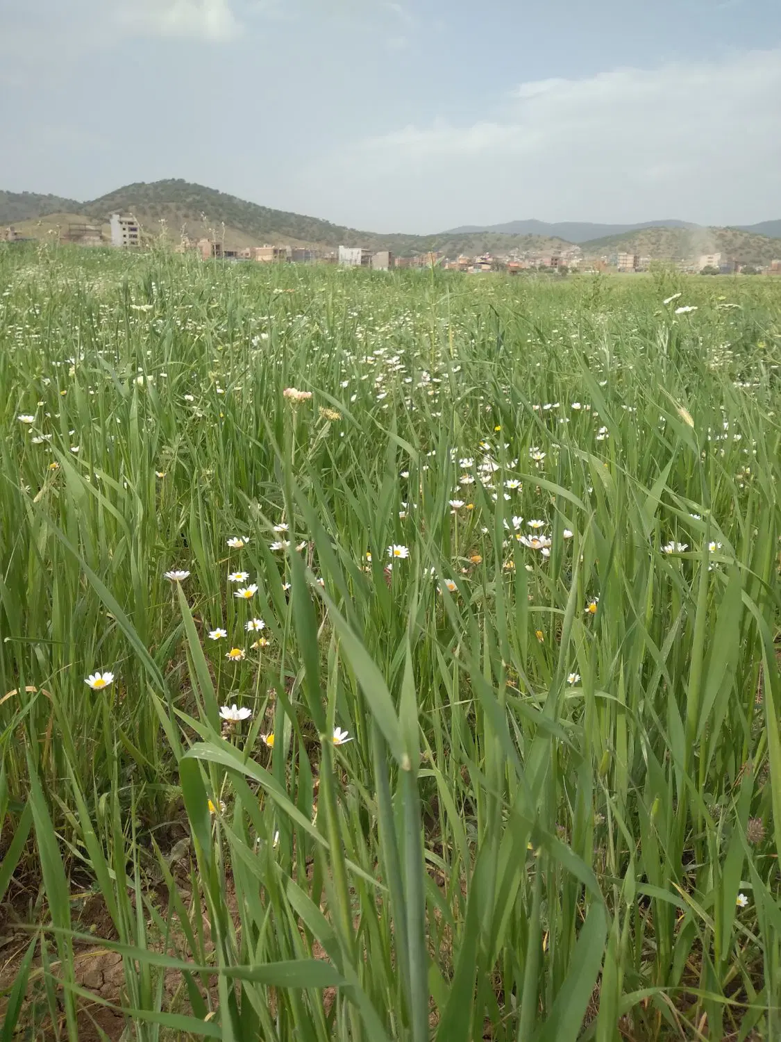 فروش گیاهه زمین کشاورزی