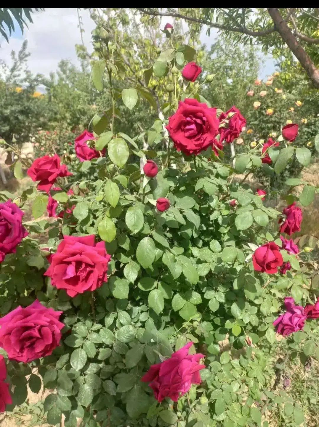 430متر باغ چهار دیواری مرزیجران جاده آسفالت