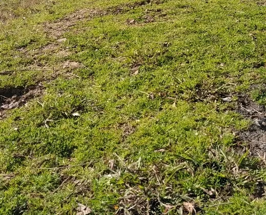 باغ