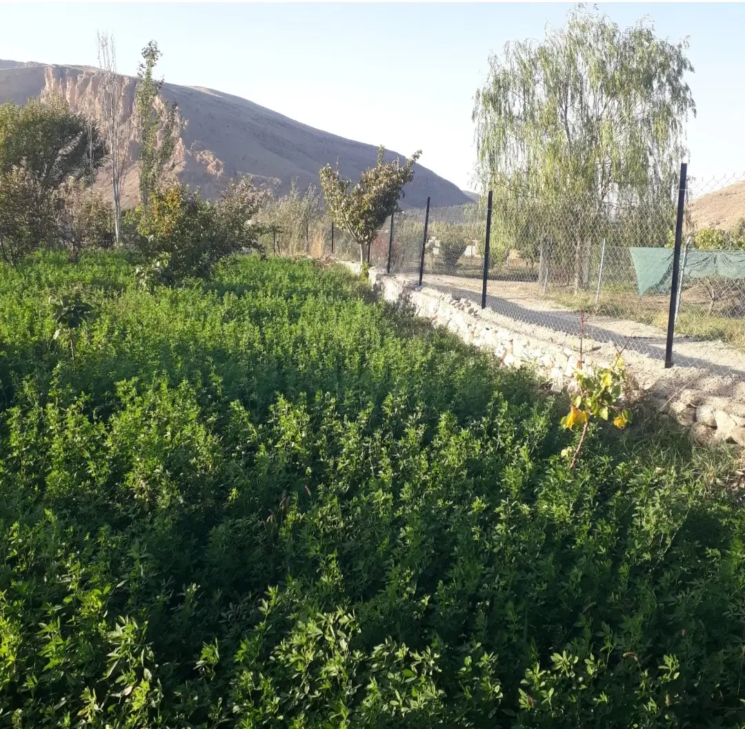 1000 باغ درروستای هندور