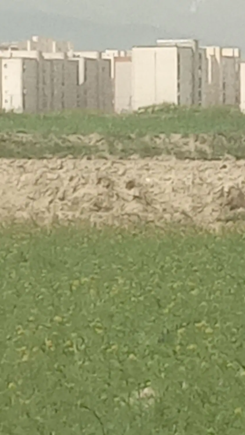 زمین باغی