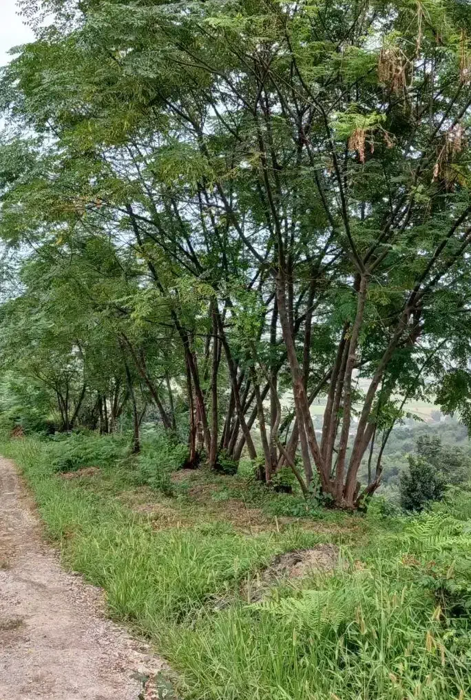 باغ چای ۱۰۰۰ متر