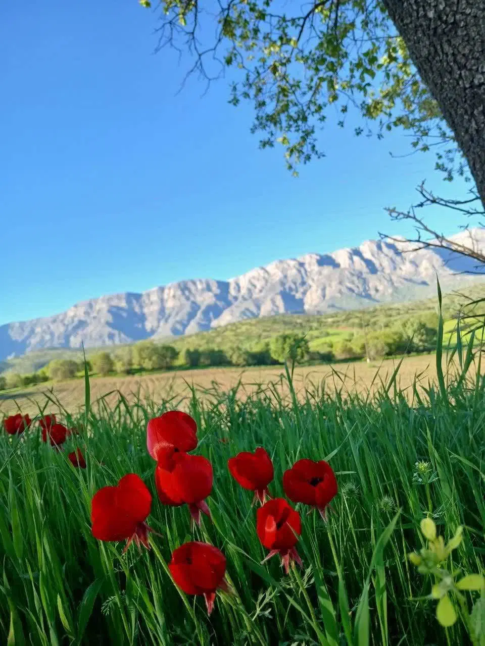 زمین تلوری