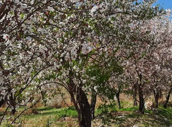 باغ ۵۰۰ متری در طرح عمان سامان