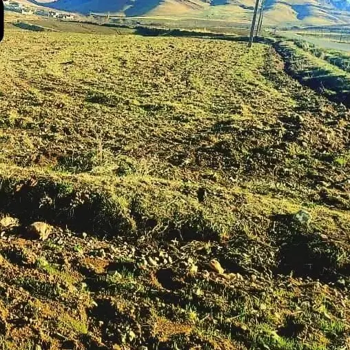 زمین کشاورزی