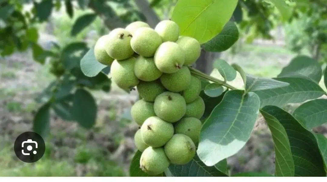 فروش دو قطعه باغ گردو پوست کاغذی