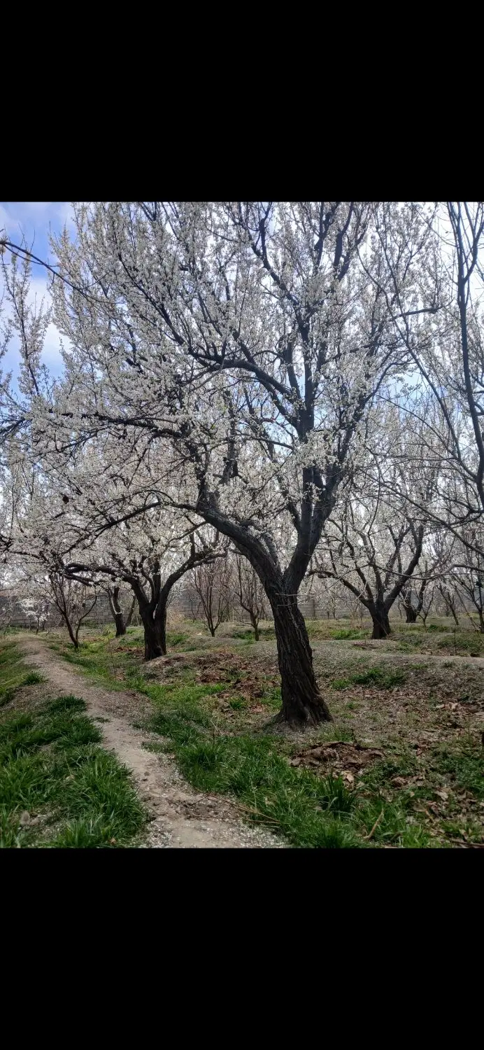 باغچه ۱۲۰۰ متری،شهرکی