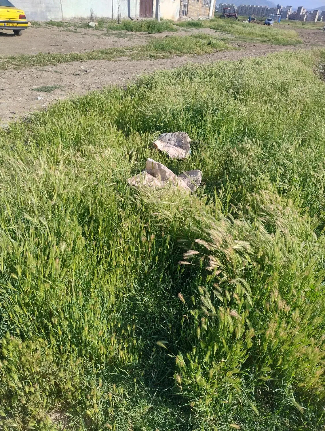 زمین کرناچی