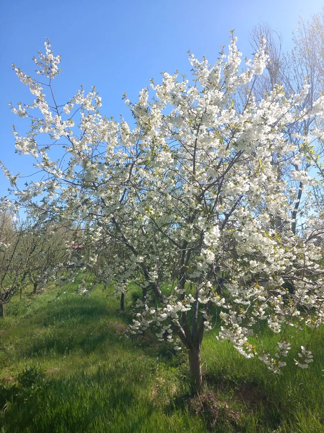 باغ میوه در سراب روستای داراب