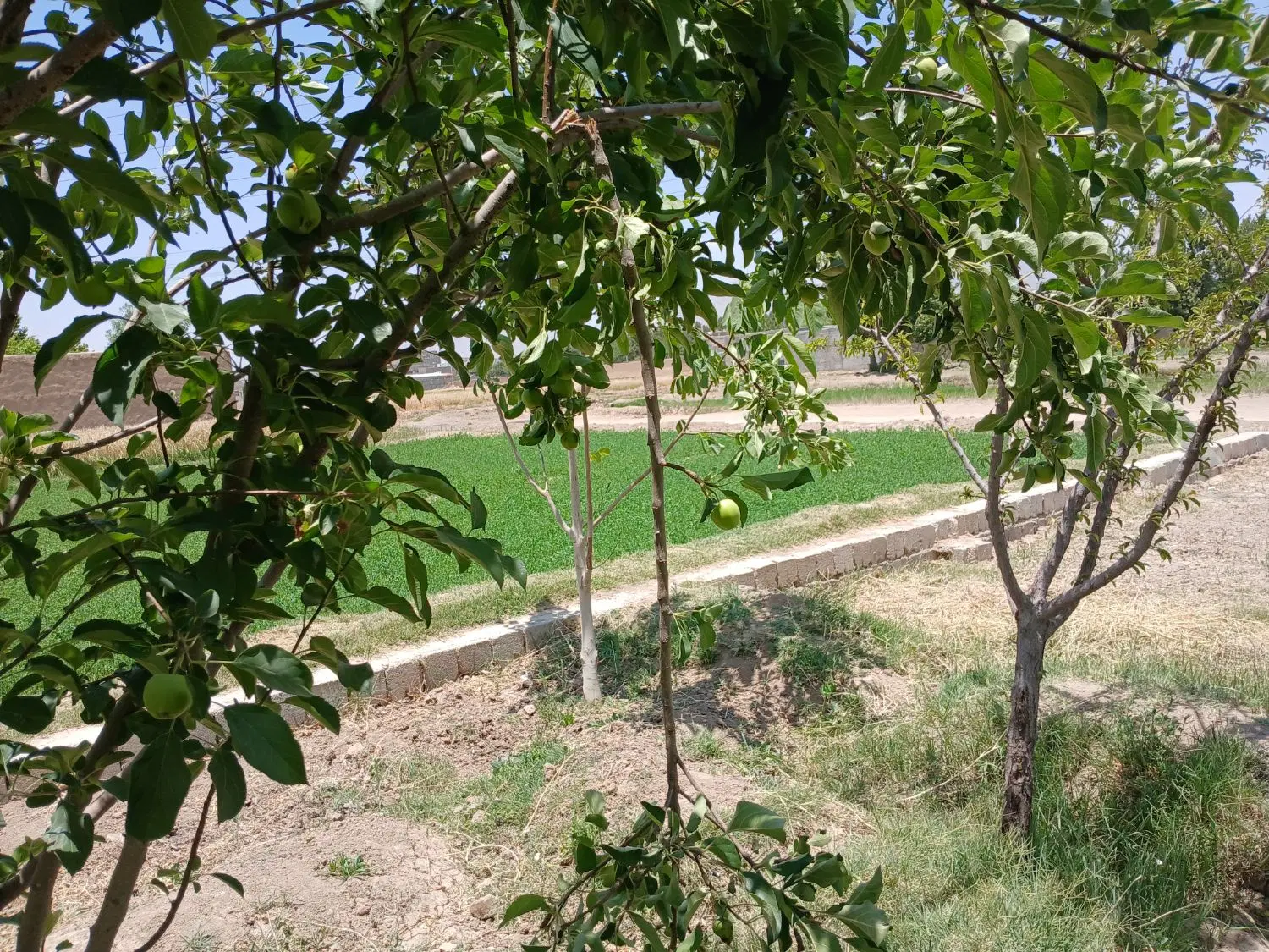 زمین باغی گشاوری باسند