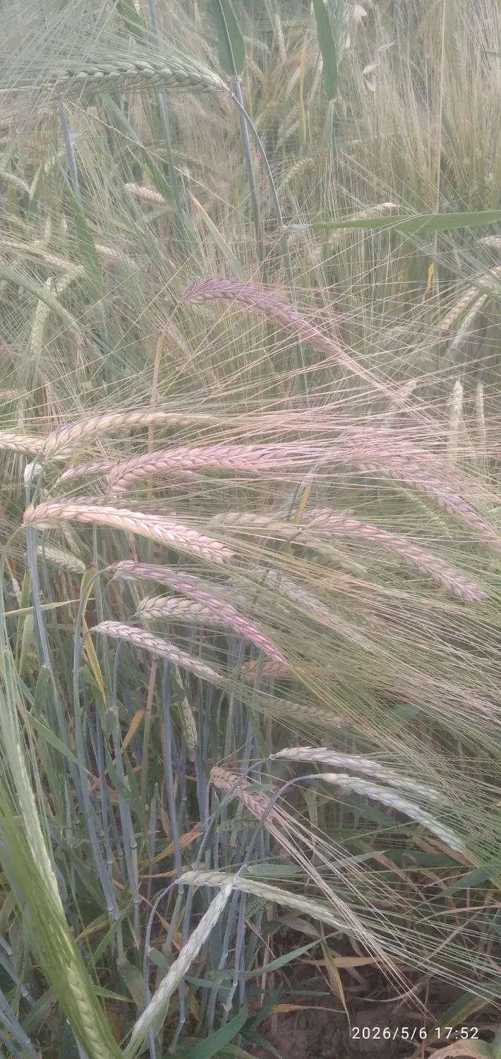 زمین کشاورزی دیم