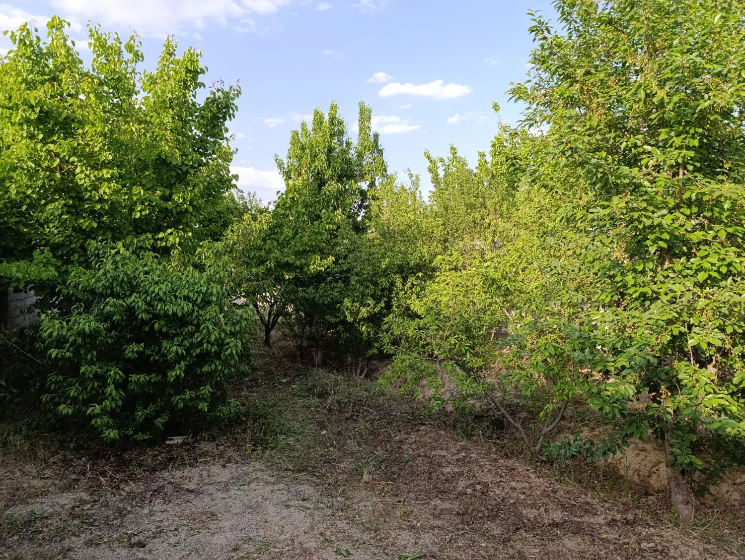 باغچه ۳۲۵ متری در عرب آباد خسروی