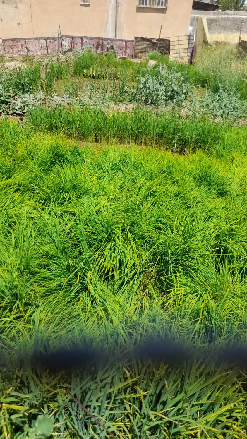 نشا برنج علی کاظمی