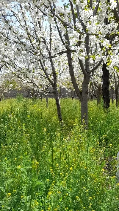 زمین چهار دیواری